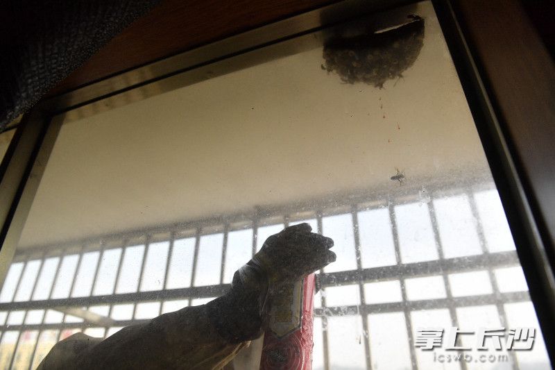 周军向马蜂窝喷射灭害灵，一时间数十只马蜂四处飞舞。长沙晚报全媒体记者 余劭劼 摄