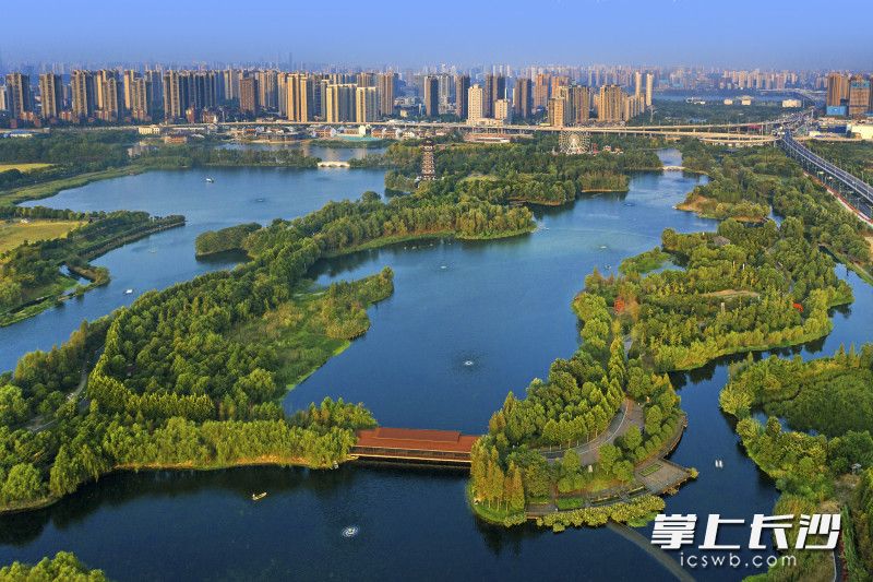 洋湖湿地公园摄影赛获奖作品。谢望东 摄