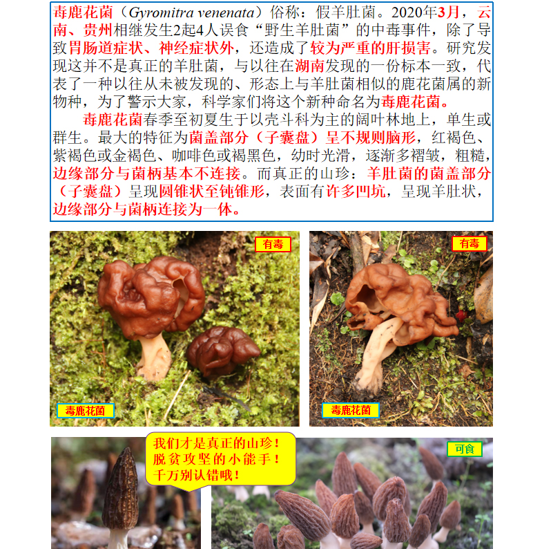 谨防“蘑界的假羊肚菌”——毒鹿花菌 谨防“蘑界的假羊肚菌”——毒鹿花菌