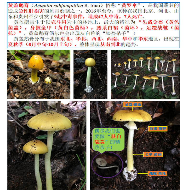 谨防“蘑界金牌杀手”——黄盖鹅膏 谨防“蘑界金牌杀手”——黄盖鹅膏