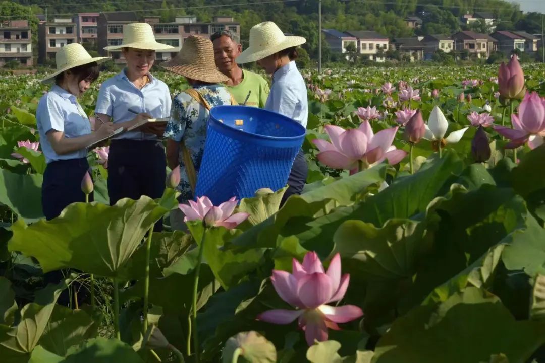 郴州安仁农商行为莲子种植户讲解信贷产品。 郴州安仁农商行为莲子种植户讲解信贷产品。