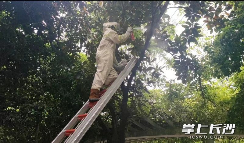 消防救援人员用杀虫剂对马蜂进行驱除。长沙晚报通讯员 余娜娜 供图
