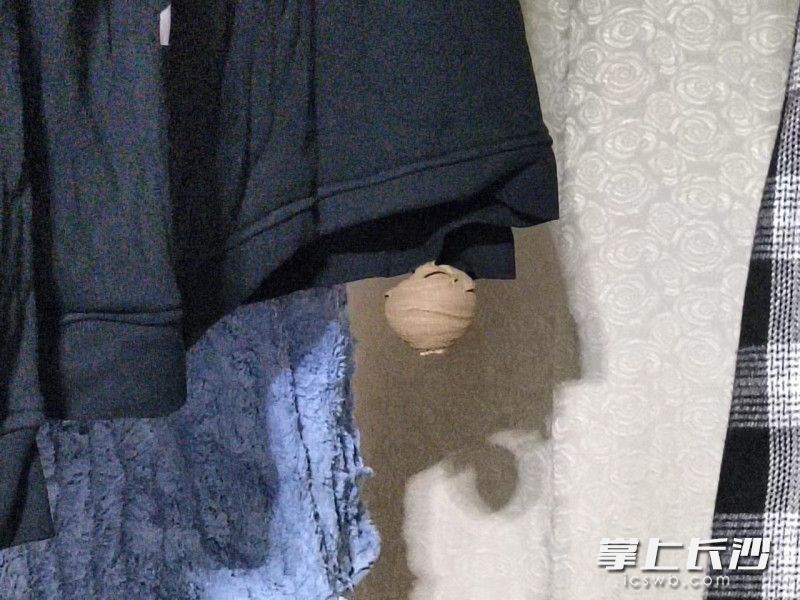 马蜂在衣服上筑巢。长沙晚报通讯员 余娜娜 供图