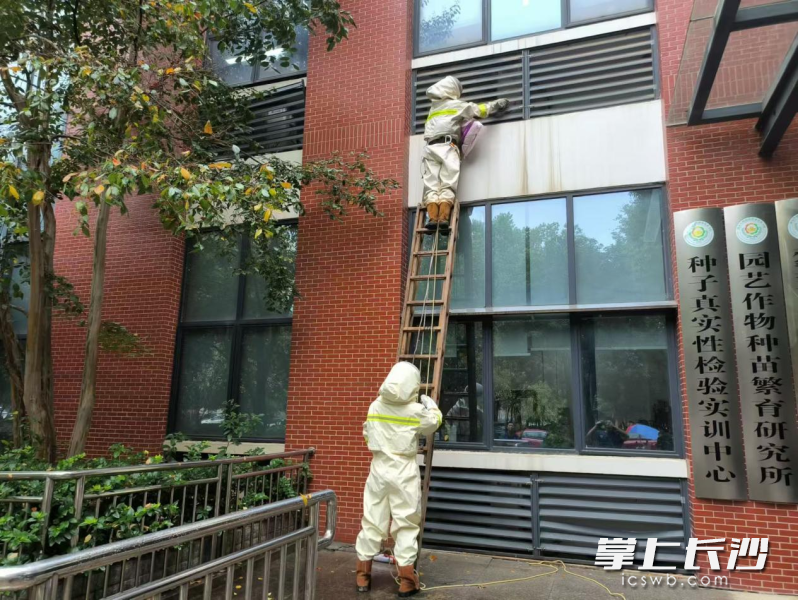 图为消防员正在摘除马蜂窝。 均为长沙晚报通讯员供图