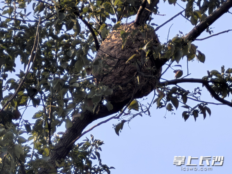 扰民的马蜂窝高高盘踞在树梢。  均为长沙晚报通讯员张佳欣摄
