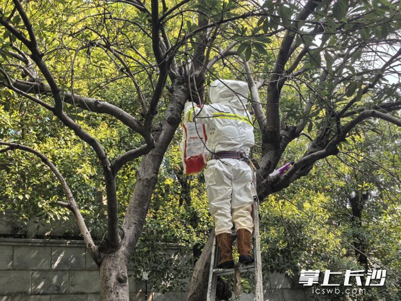 消防队员正在处理马蜂窝。 长沙晚报通讯员 杨振宇 摄