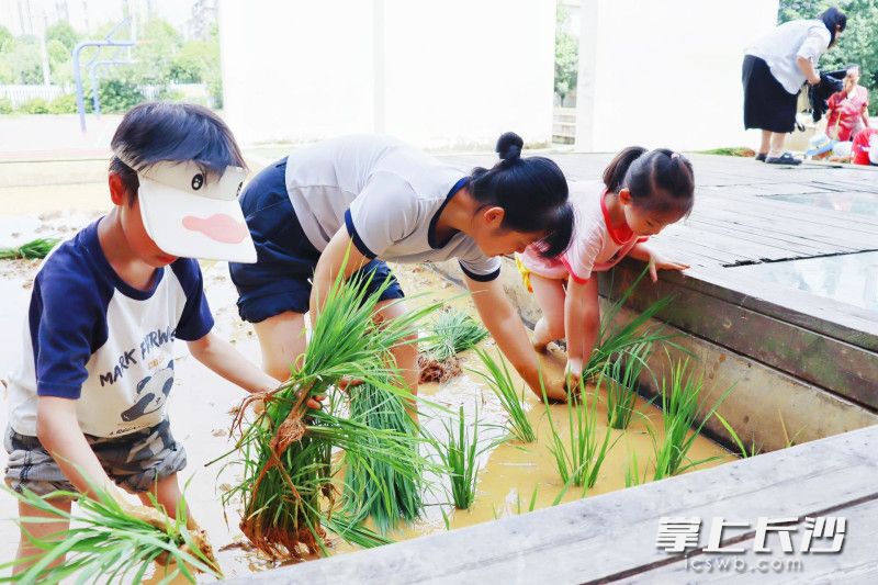 近日,芙蓉区东湖街道合平新村社区家庭教育指导服务站联合共建单位大同第三小学开展“稻香润童心 农耕励成长”劳动实践活动。 均为长沙市妇联供图 近日,芙蓉区东湖街道合平新村社区家庭教育指导服务站联合共建单位大同第三小学开展“稻香润童心 农耕励成长”劳动实践活动。 均为长沙市妇联供图