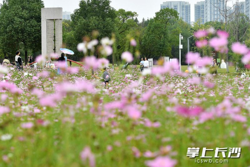今日上午，洋湖体育公园附近，大面积的波斯菊、硫华菊竞相绽放，美成油画。 均为长沙晚报全媒体记者 王志伟 摄