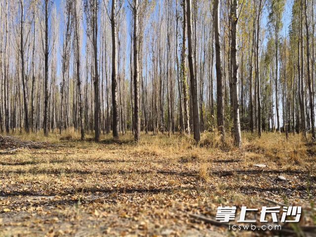 24℃，今日长沙的天气宛如阳春三月。  长沙晚报全媒体记者 舒元臻 摄