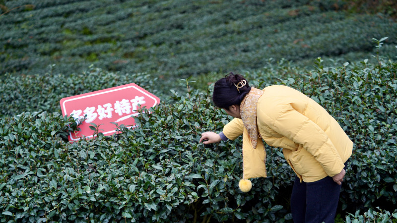 “2026多多好特产”将继续加大对农货的扶持力度，持续助商惠农。通讯员乐杏 摄