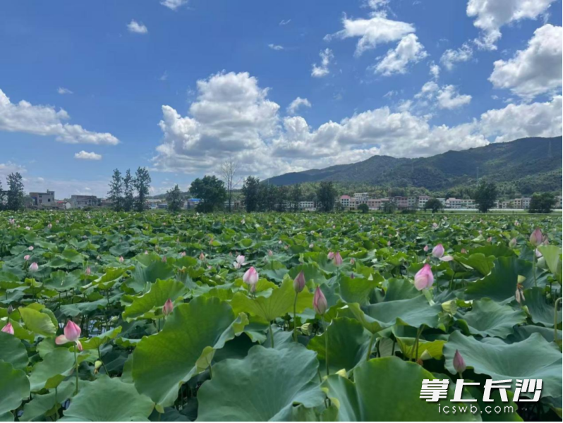 澄澈蓝天之下,田田荷叶随风舒展摇曳,一池亭亭粉荷掩映其间,风姿娉婷、温婉雅致。均为长沙晚报通讯员 曹娅婕 黄甜 供图 澄澈蓝天之下,田田荷叶随风舒展摇曳,一池亭亭粉荷掩映其间,风姿娉婷、温婉雅致。均为长沙晚报通讯员 曹娅婕 黄甜 供图