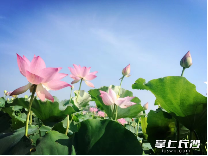 浏阳市大瑶镇汇丰村百荷源生态家庭农场的荷塘。 浏阳市大瑶镇汇丰村百荷源生态家庭农场的荷塘。