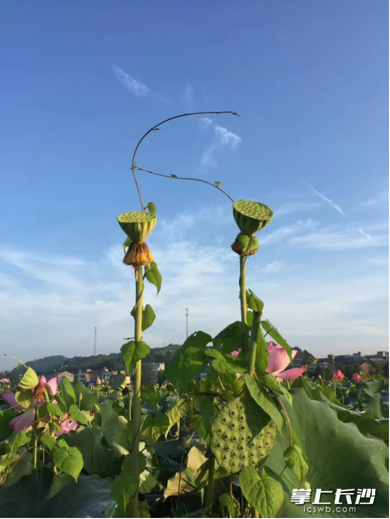 新鲜莲蓬坚持现摘现卖,从源头处保证新鲜口感。 新鲜莲蓬坚持现摘现卖,从源头处保证新鲜口感。