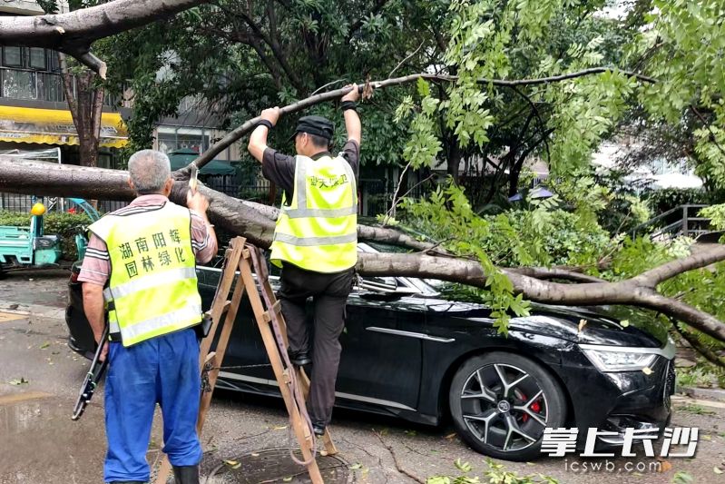 新区绿化应急队伍利用雨停间隙紧急抢险,及时处理倒伏树木和断枝。通讯员 冯莹洁 供图 新区绿化应急队伍利用雨停间隙紧急抢险,及时处理倒伏树木和断枝。通讯员 冯莹洁 供图