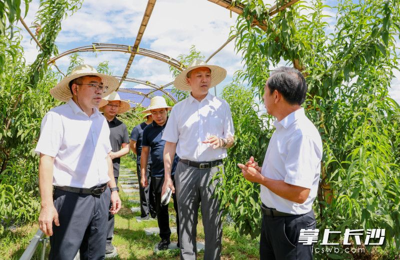 参会人员走进湘禹智慧果园园区考察调研。 均为长沙晚报通讯员李富莲供图 参会人员走进湘禹智慧果园园区考察调研。 均为长沙晚报通讯员李富莲供图