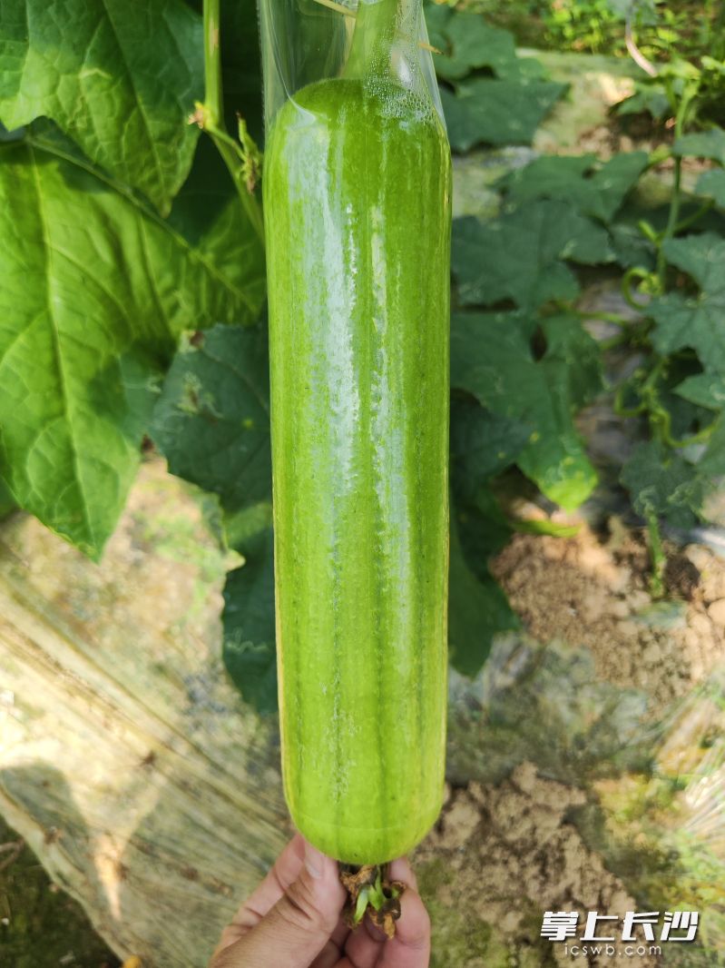 套袋种植的白丝瓜。 套袋种植的白丝瓜。