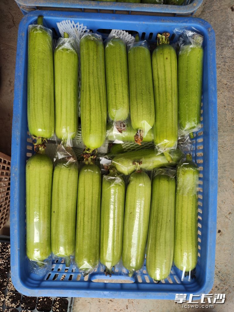 套袋种植后的白丝瓜,运输过程中更好存放。 均为受访者供图 套袋种植后的白丝瓜,运输过程中更好存放。 均为受访者供图