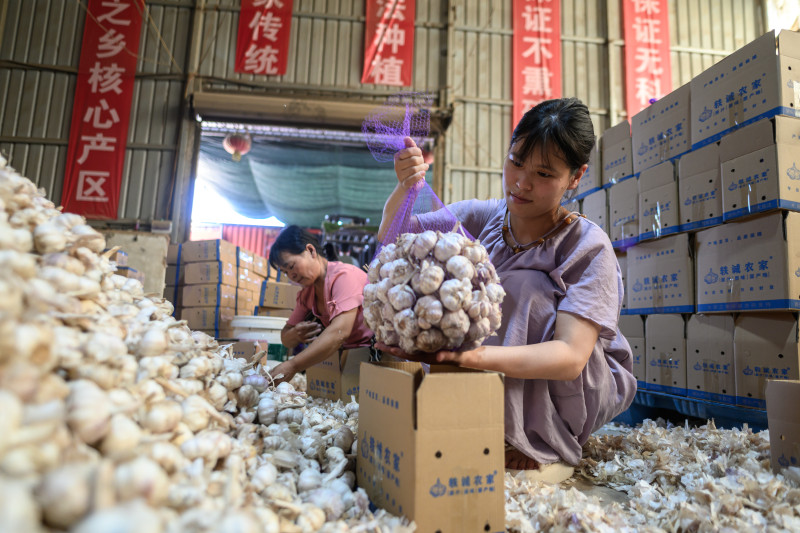 张金建的大蒜仓库里,来自周边乡村的工人们正在打包。均为 通讯员 朱哲 摄 张金建的大蒜仓库里,来自周边乡村的工人们正在打包。均为 通讯员 朱哲 摄