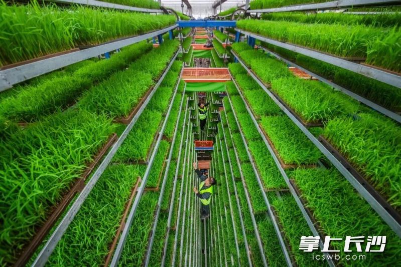 长沙县春华镇,开拓农业科技智能育秧新赛道。 谢望东 摄 长沙县春华镇,开拓农业科技智能育秧新赛道。 谢望东 摄