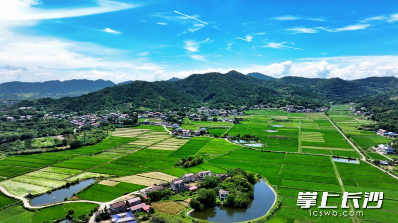 天心区暮云街道,无花果种植基地航拍图。 曹福新 摄 天心区暮云街道,无花果种植基地航拍图。 曹福新 摄