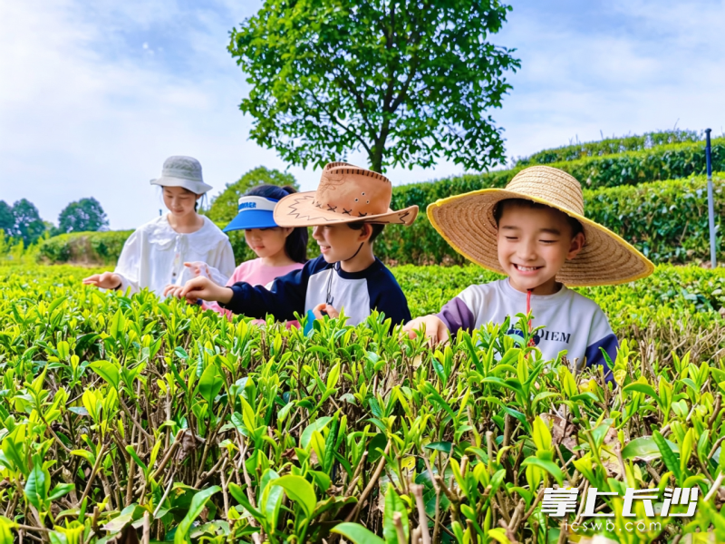 长沙县金井镇,清明雨歇,茶山吐翠。孩子们在茶园里触摸春意,以茶兴镇的故事,正从这抹新绿里娓娓道来。 杨媚 摄 长沙县金井镇,清明雨歇,茶山吐翠。孩子们在茶园里触摸春意,以茶兴镇的故事,正从这抹新绿里娓娓道来。 杨媚 摄