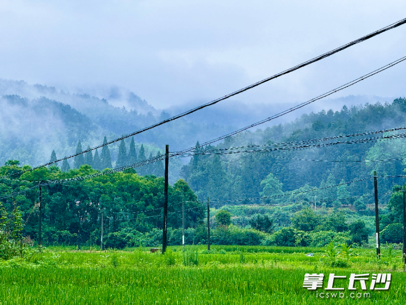 浏阳市小河乡,雨后云雾缠绕层叠山林,翠林与稻田相映,山野氤氲着静谧诗意。 邵纪龙 摄 浏阳市小河乡,雨后云雾缠绕层叠山林,翠林与稻田相映,山野氤氲着静谧诗意。 邵纪龙 摄