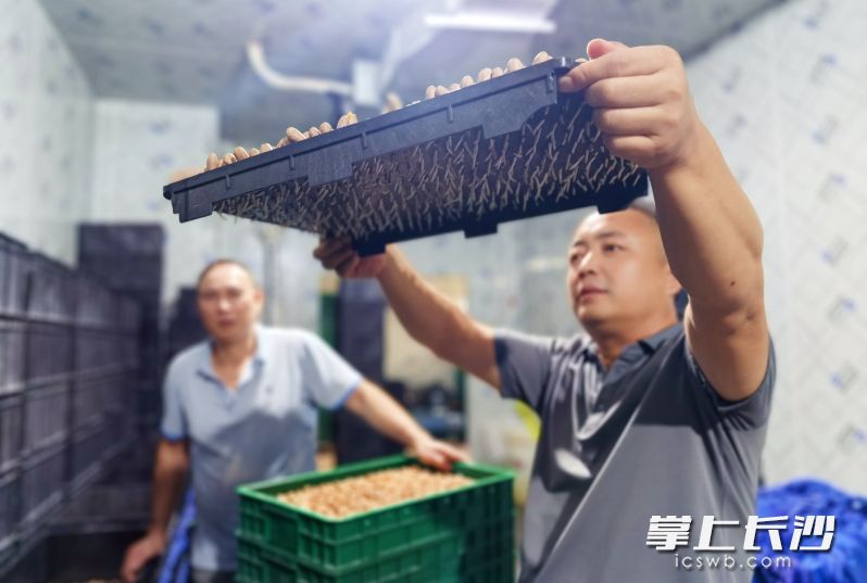车间内全程保持恒温恒湿环境,采用水培进行立体化生产,不使用任何农药和化肥。 车间内全程保持恒温恒湿环境,采用水培进行立体化生产,不使用任何农药和化肥。