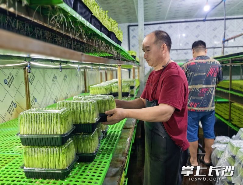 工人们在包装豌豆苗。均为长沙晚报全媒体记者 周游 摄 工人们在包装豌豆苗。均为长沙晚报全媒体记者 周游 摄