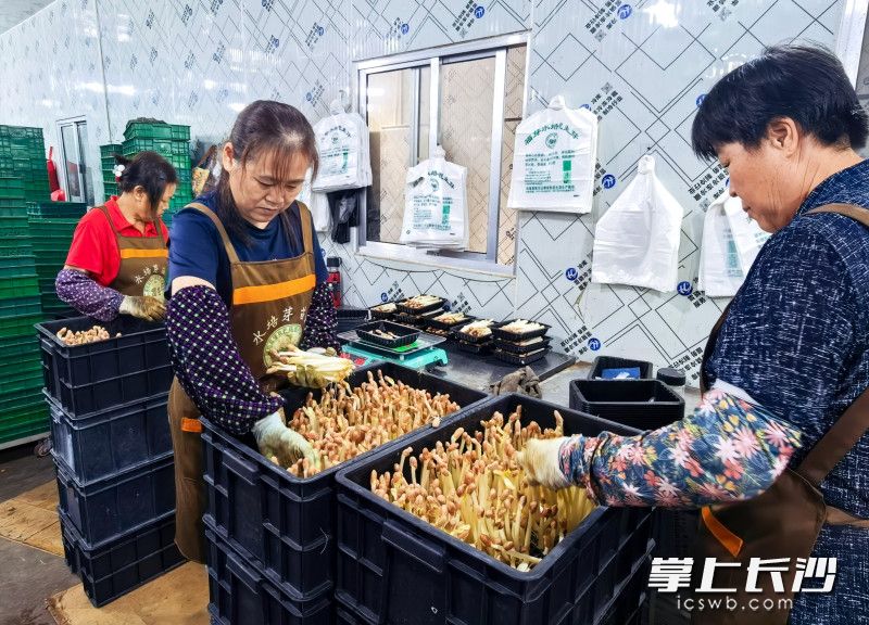 工人们在车间包装花生芽。 工人们在车间包装花生芽。