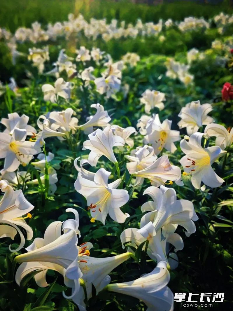 拾亩花村。