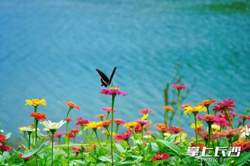 湖畔花开引蝶来。