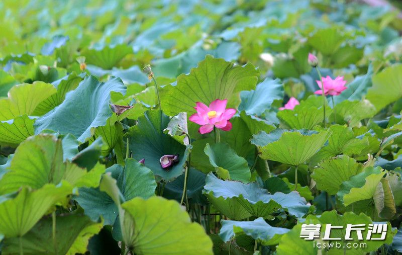 今日，年嘉湖上碧绿荷叶层层叠叠，粉艳荷花亭亭玉立，清风拂过，荷香四溢。 均为长沙晚报全媒体记者贺文兵摄