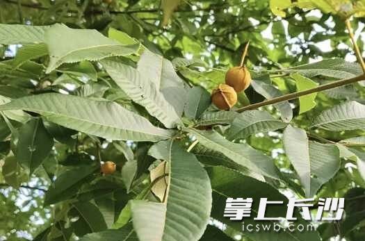 沅陵山核桃挂在枝头。均为园区供图 沅陵山核桃挂在枝头。均为园区供图