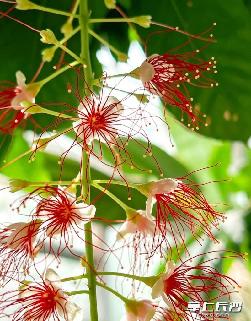 红花玉蕊拥有独特的植物生物钟,每日下午四五点绽放。 红花玉蕊拥有独特的植物生物钟,每日下午四五点绽放。
