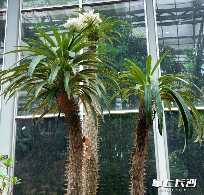 狼牙棒园艺俗称亚阿相界,原产于马达加斯加。均为长沙晚报通讯员 杨畅 摄 狼牙棒园艺俗称亚阿相界,原产于马达加斯加。均为长沙晚报通讯员 杨畅 摄