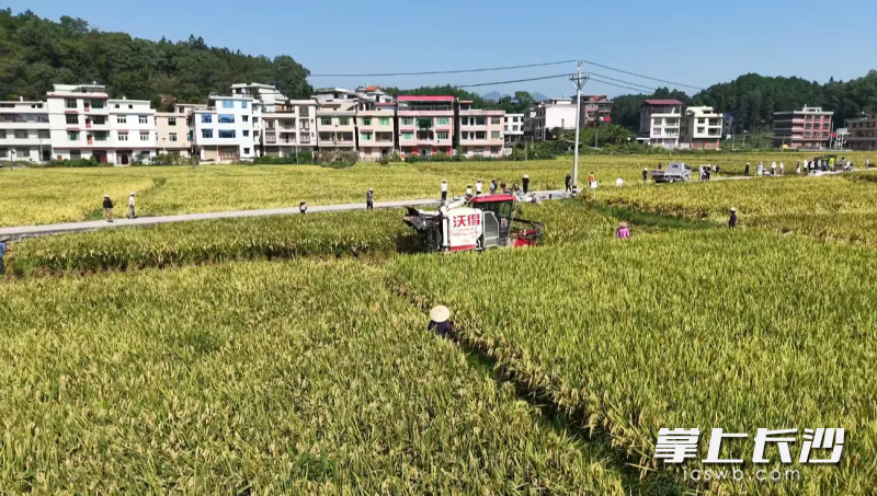 抗稻飞虱水稻品种“玮两优5287”测产现场。 通讯员供图