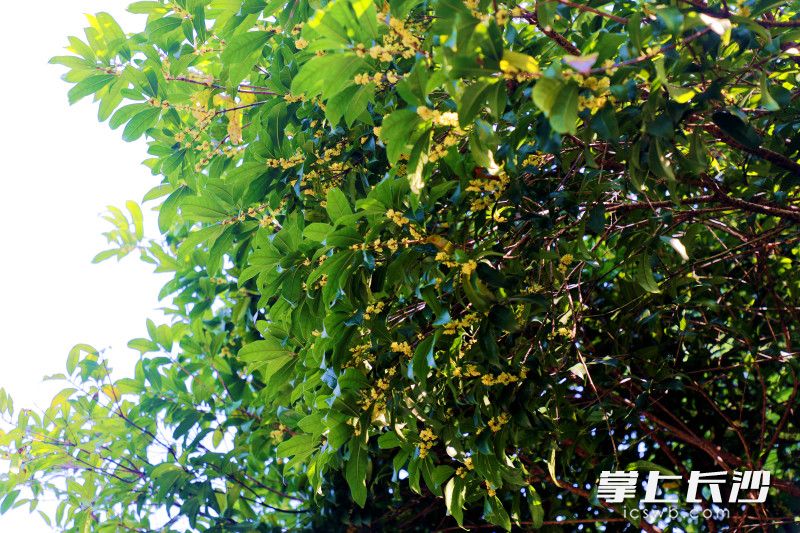 省植物园45亩桂花进入花期。 省植物园45亩桂花进入花期。