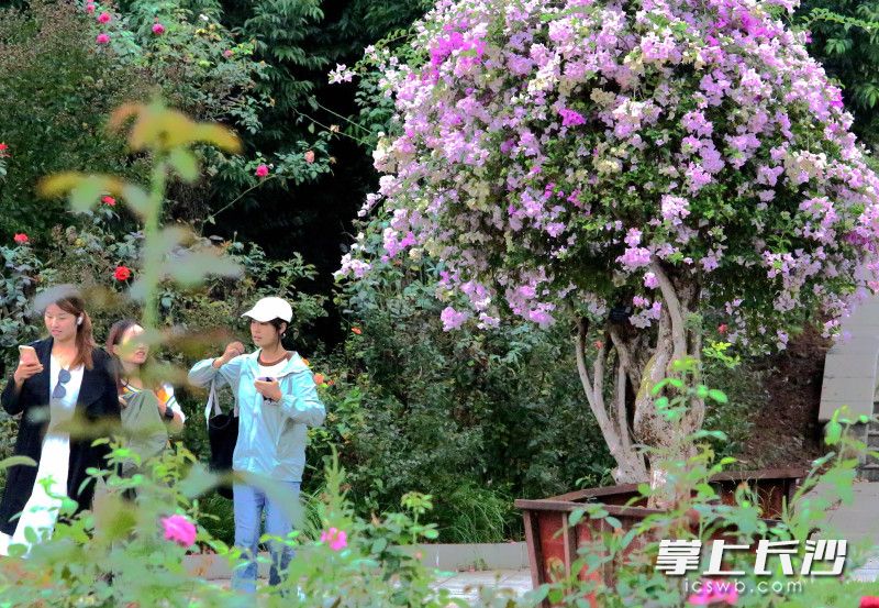 虽已秋日,但植物园仍是“花枝俏”。均为通讯员 彭炜 摄 虽已秋日,但植物园仍是“花枝俏”。均为通讯员 彭炜 摄