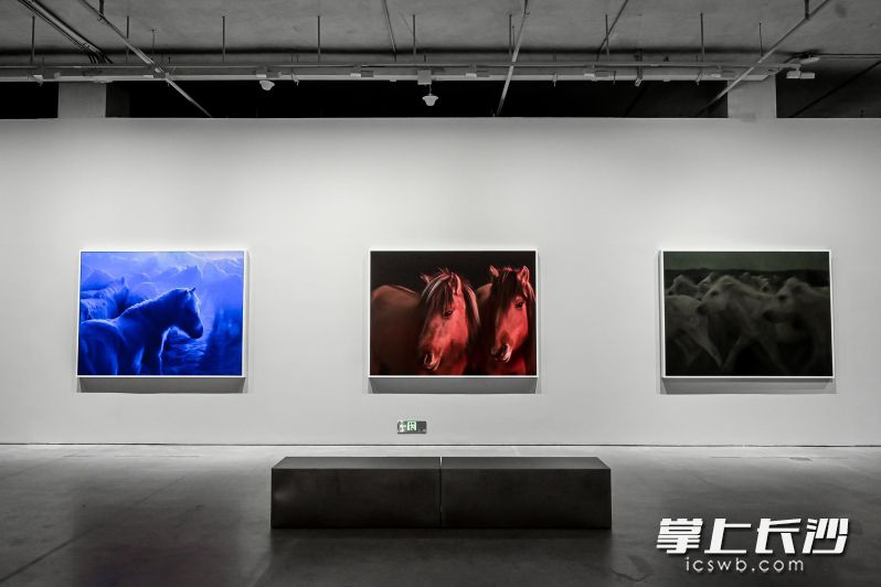9月16日，谢子龙影像艺术馆《马·相：谢子龙影像作品展》开幕。通讯员 戴子敏 供图