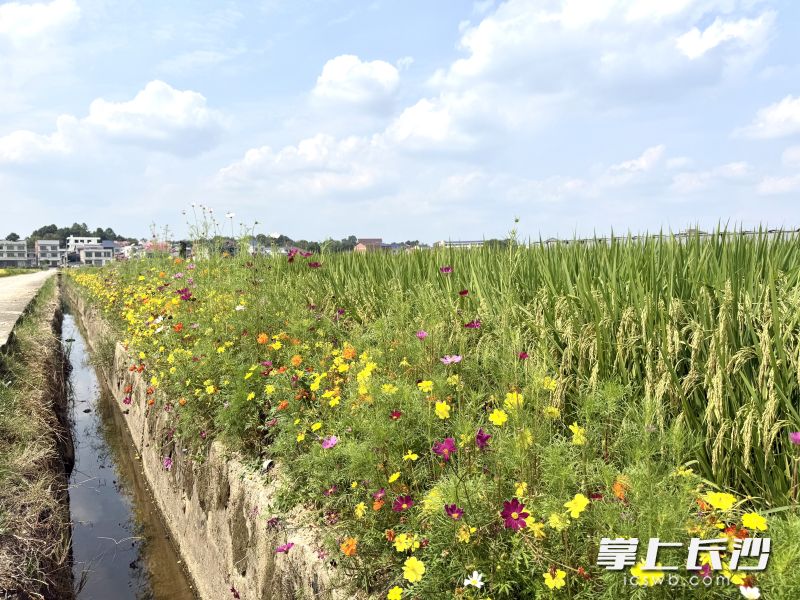 田埂开出“防虫花”。 长沙晚报全媒体记者 朱泽寰 摄