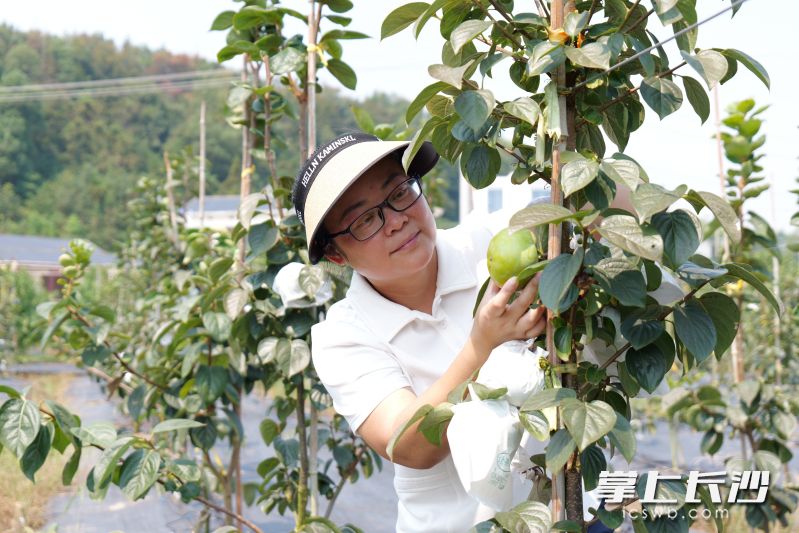 邓湘君在果园查看果实长势。均为 湘江早报全媒体记者 范龙贵 摄 邓湘君在果园查看果实长势。均为 湘江早报全媒体记者 范龙贵 摄