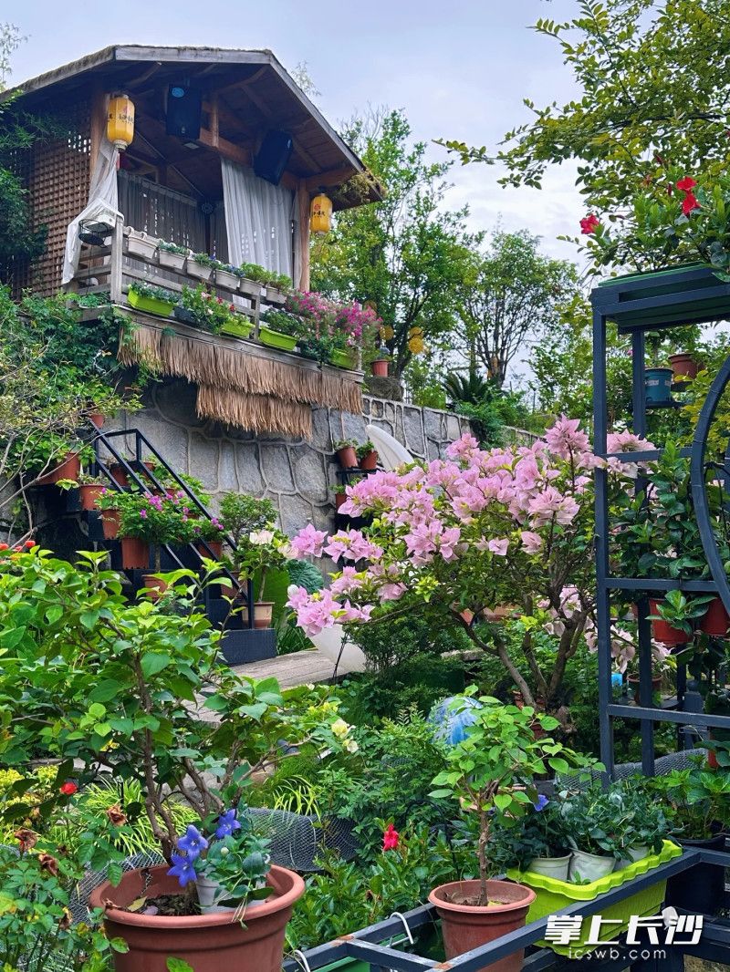 餐厅一角打造得郁郁葱葱繁花似锦。