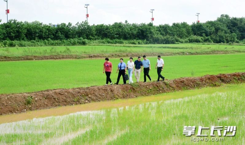 案涉地块整改取得良好效果。长沙晚报通讯员 杨婷 摄