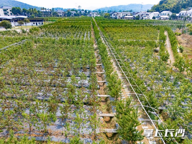 果园采用"主干分层形"密植,一亩220株,约为传统果园的4倍。 果园采用"主干分层形"密植,一亩220株,约为传统果园的4倍。