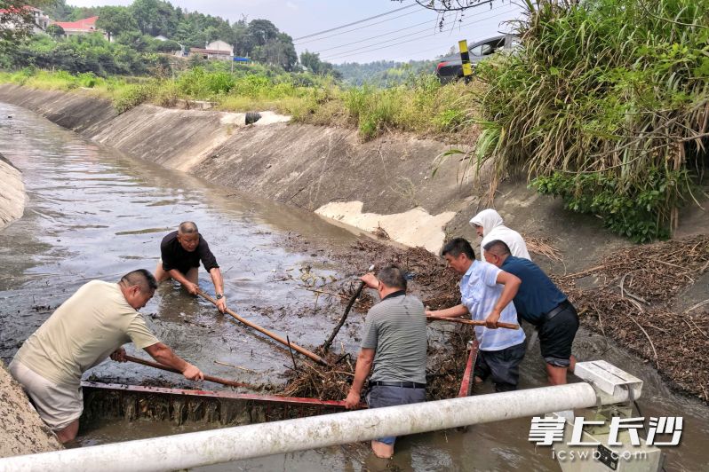 洞庭水库干职工直接跳入浑浊渠水之中，齐心协力打通堵塞卡点。 长沙晚报全媒体记者 张禹 通讯员 周凯 摄
