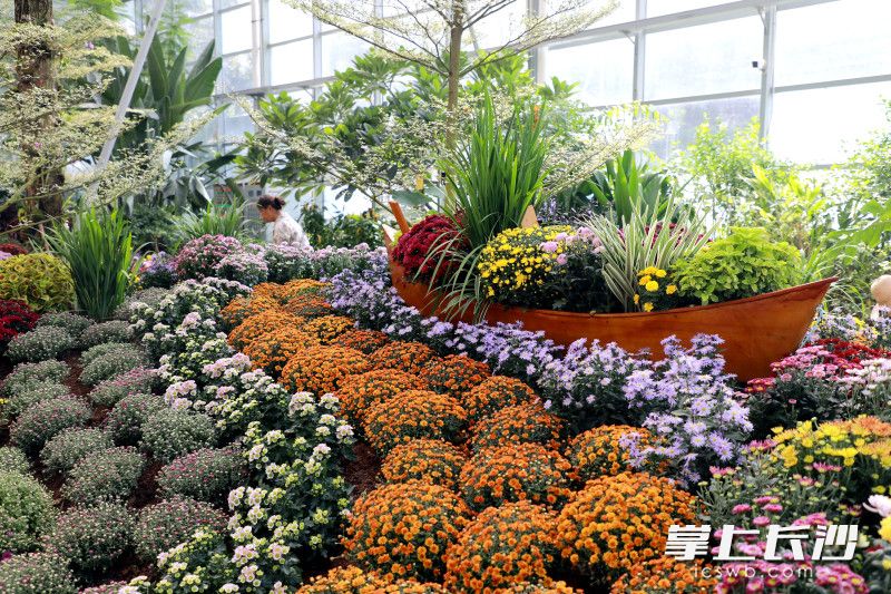 省植物园天际苑温室室内菊花展看点十足。