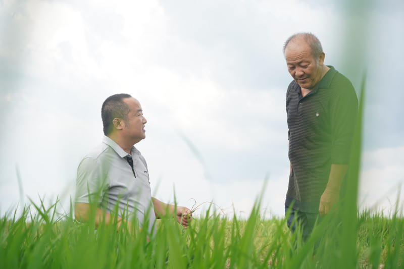 组图：浏阳市永安镇永安村，浏阳市植保植检站站长张再仁（左）在田边指导农民开展病虫害防治。胡盼盼 摄