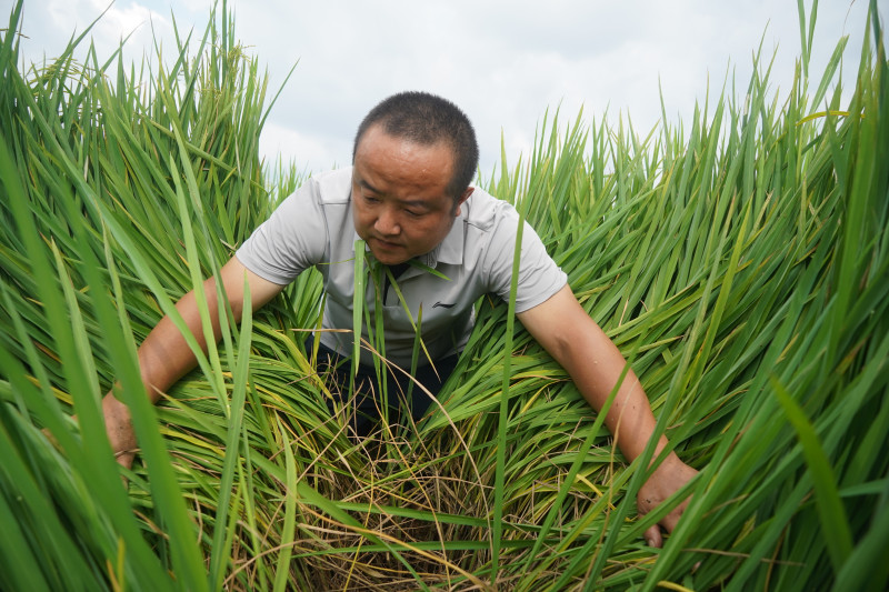 组图：浏阳市永安镇永安村，浏阳市植保植检站站长张再仁拨开茂密的水稻，检查稻飞虱发生情况。胡盼盼 摄