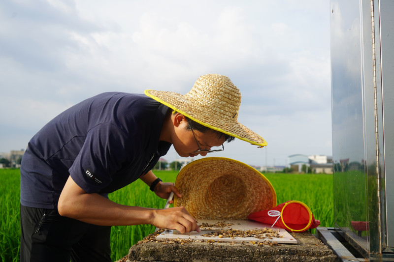 组图：浏阳市永安镇坪头村，浏阳市植保植检站工作人员在烈日下清点害虫的数量，这是病虫害防治工作的重要内容之一。胡盼盼摄 