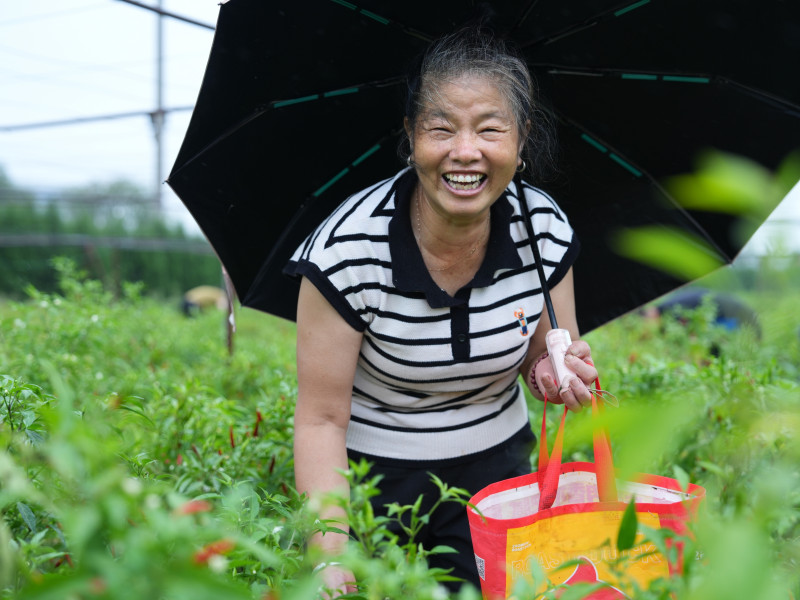 长沙市雨花区跳马镇的辣椒种植基地，辣椒大丰收，采摘的农户喜笑颜开。曹梅云 摄